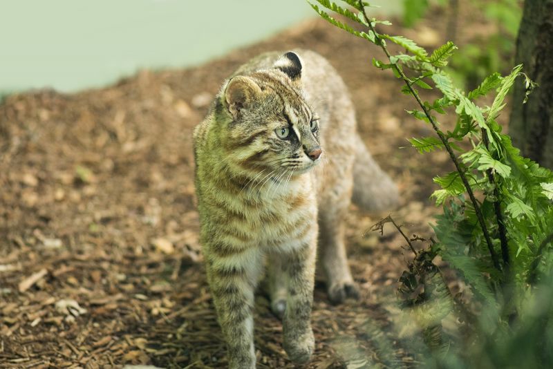 Mèo báo Tsushimayama